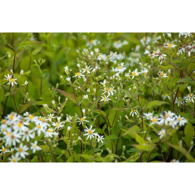 Aster Divaricatus Tradescant Weißer Waldaster Ca. 9x9 cm Topf