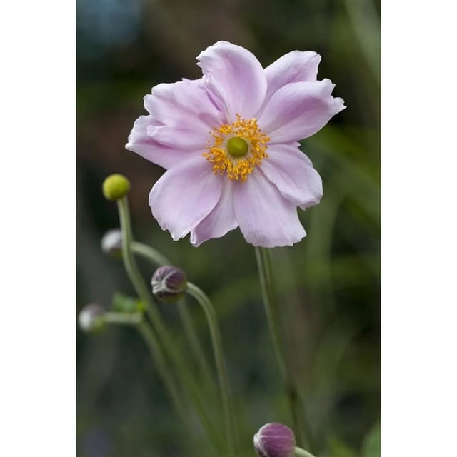 Anemone Tomentosa Septemberglanz Herbstanemone Ca. 9x9 cm Topf