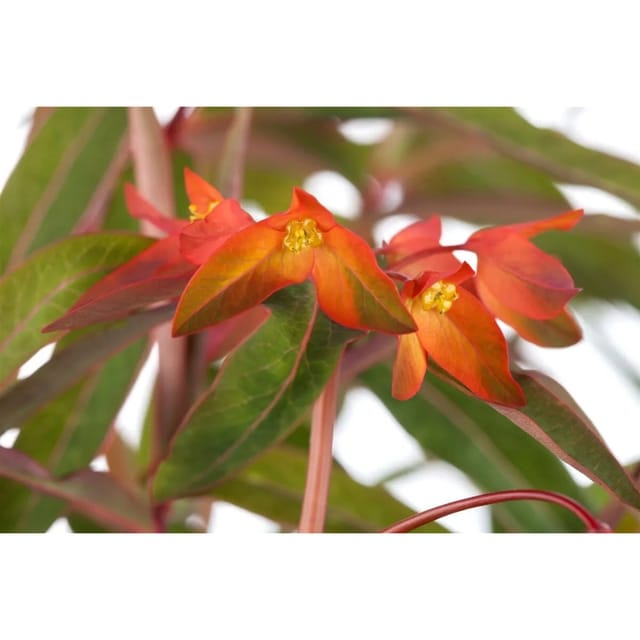 Euphorbia Griffithii Fireglow Wolfsmilch Ca. 11x11 cm Topf
