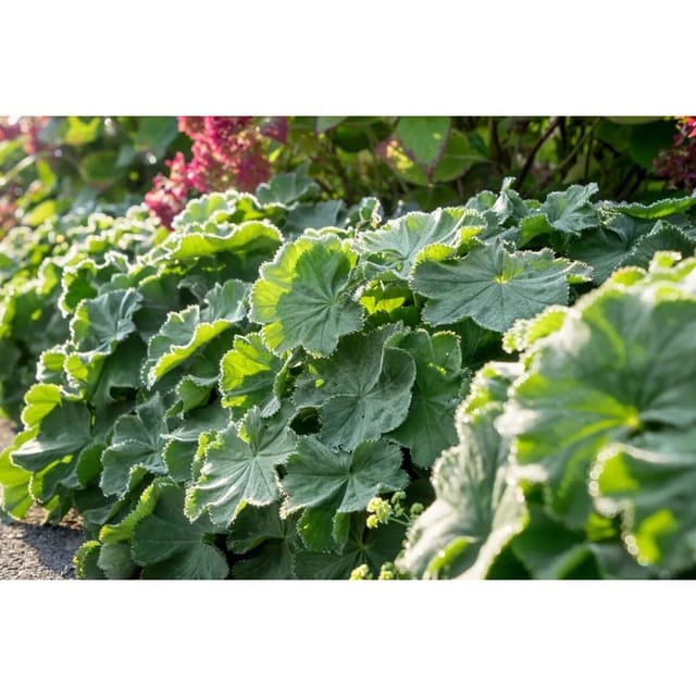 Alchemilla Mollis Robustica Weicher Frauenmantel Veg Ca 9x9 cm Topf