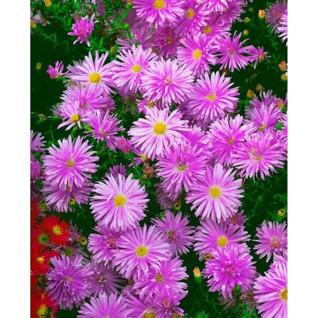 Aster Novi-belgii Karminkuppel Glattblattaster Ca. 9x9 cm Topf