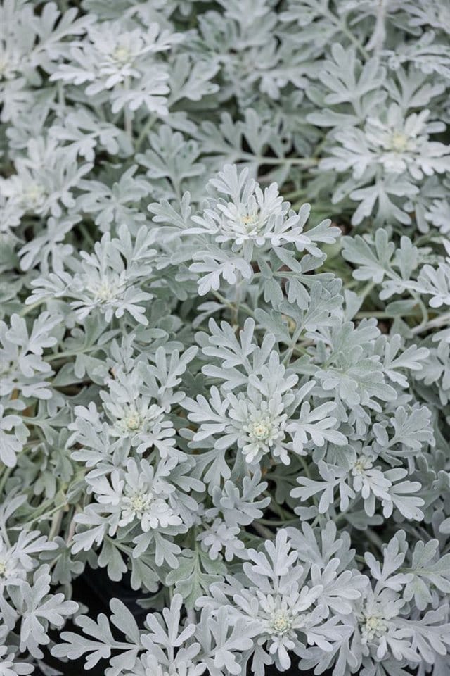 Artemisia Stelleriana Mori Silberwurz Ca. 9x9 cm Topf
