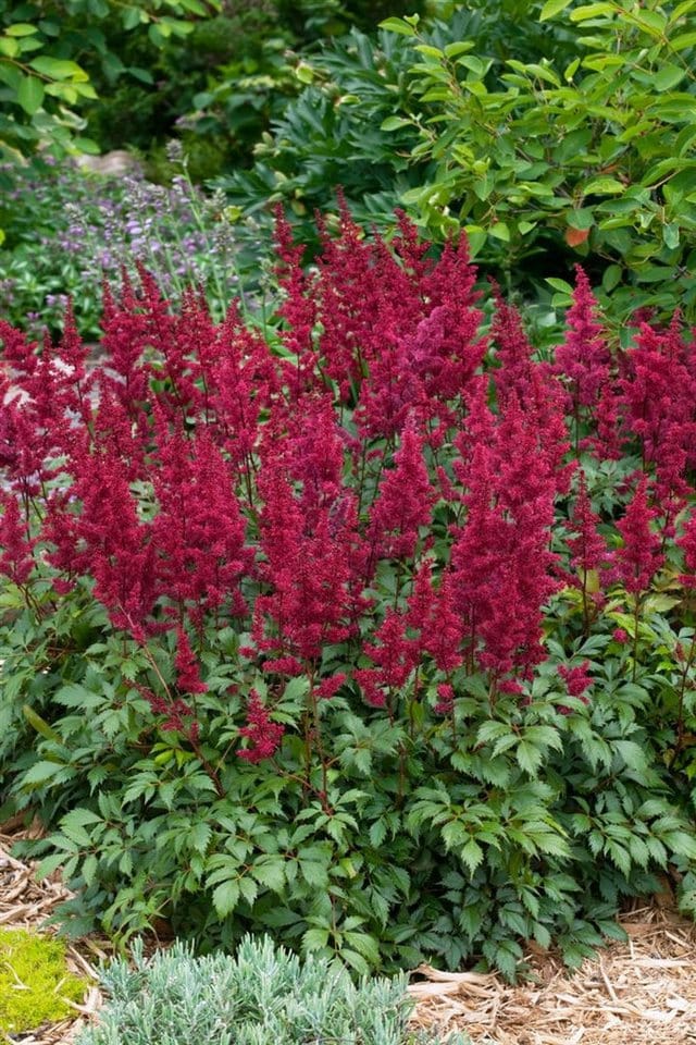 Astilbe Japonica Etna Prachtspiere Ca. 11x11 cm Topf