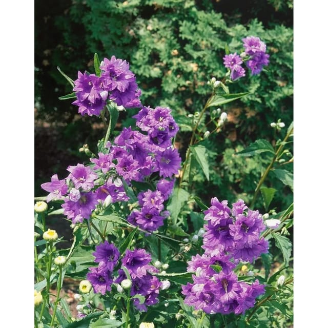 Campanula Trachelium Nesselblättrige Glockenblume Ca. 9x9 cm Topf