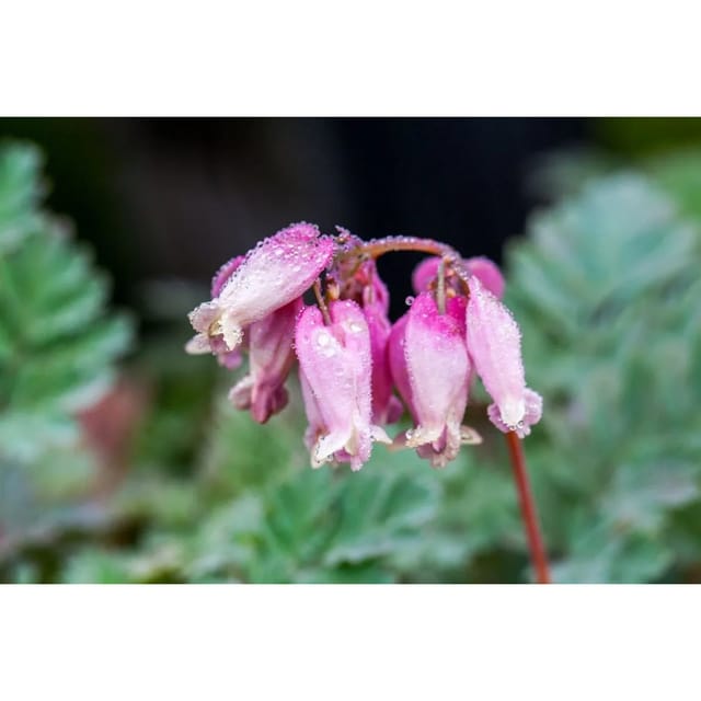 Dicentra Formosa Luxuriant Tränendes Herz Ca. 9x9 cm Topf