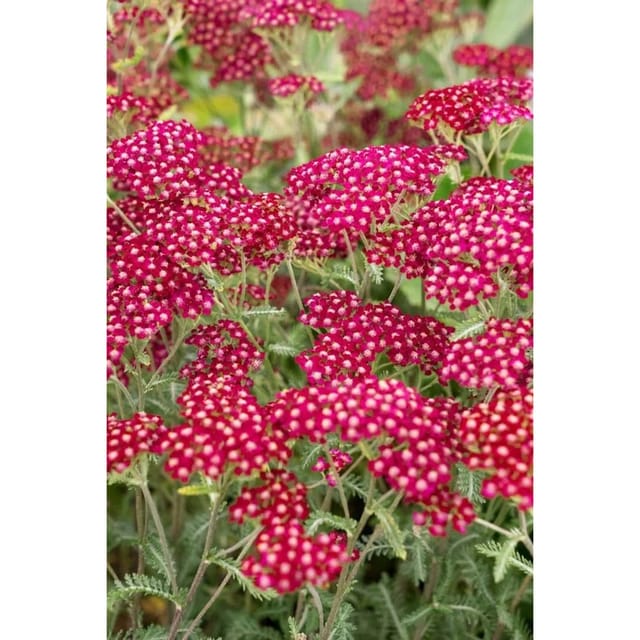 Achillea Millefolium Velour Schafgarbe Ca. 9x9 cm Topf