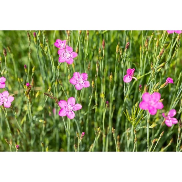 Dianthus Deltoides Roseus Heidenelke Ca. 9x9 cm Topf