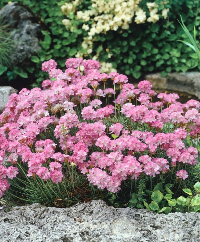 Armeria Juniperifolia Grasnelke Ca. 9x9 cm Topf