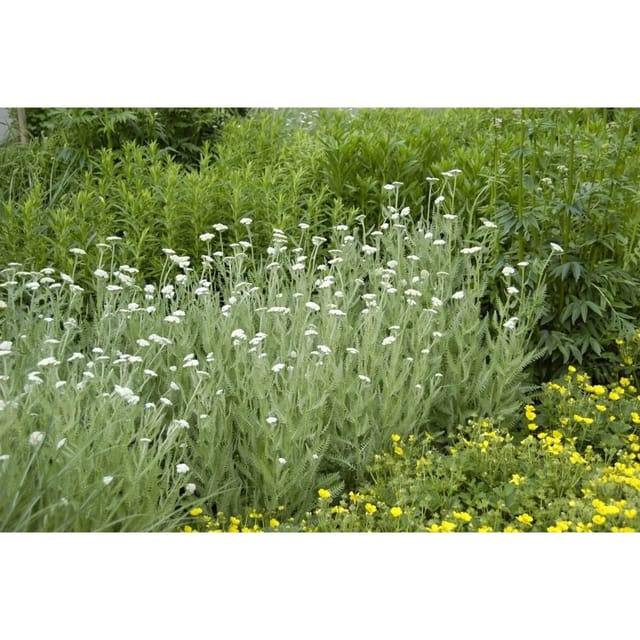 Achillea Millefolium Gemeine Schafgarbe Ca. 9x9 cm Topf