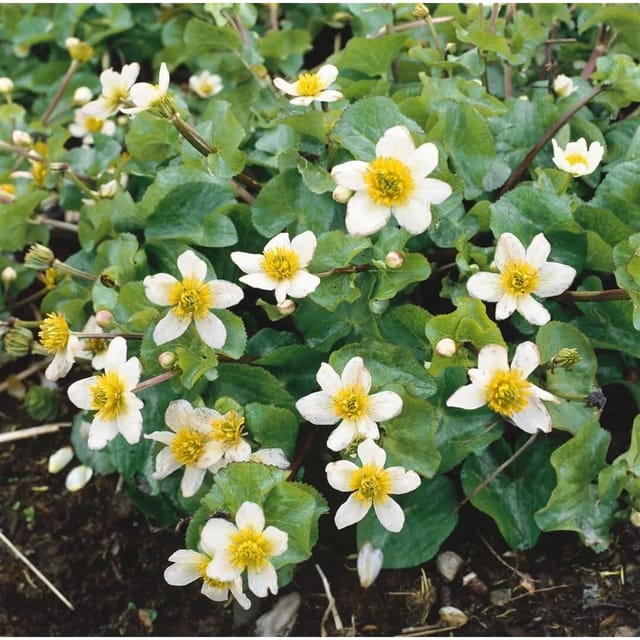 Caltha Leptosepala Ca. 9x9 cm Topf