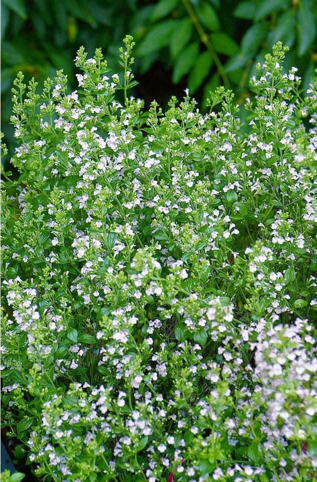 Calamintha Nepeta Weißer Riese Bergminze Ca. 9x9 cm Topf