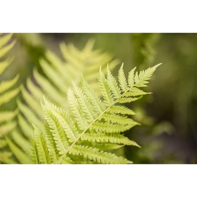 Dryopteris Affinis Goldschuppenfarn Ca. 9x9 cm Topf
