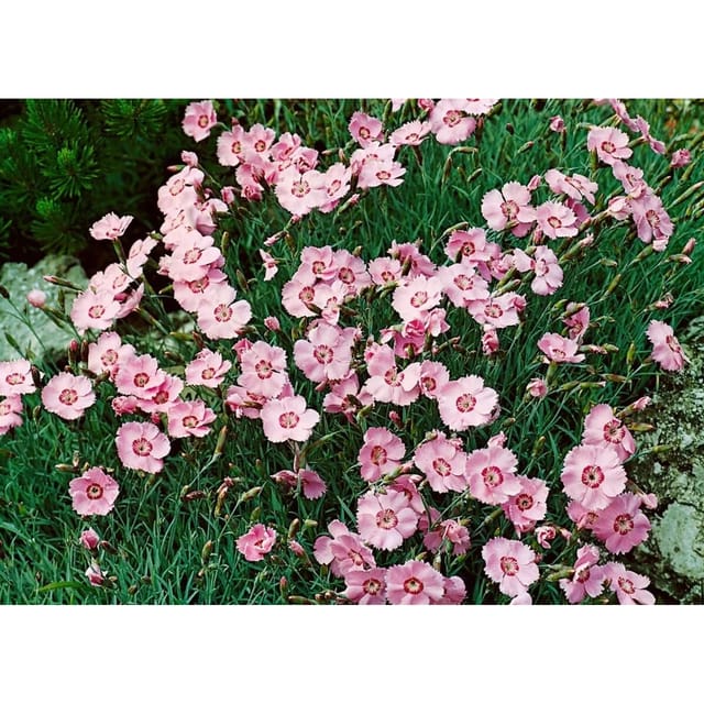 Dianthus Gratianopolitanus Nordstjernen Pfingstnelke Ca. 9x9 cm Topf