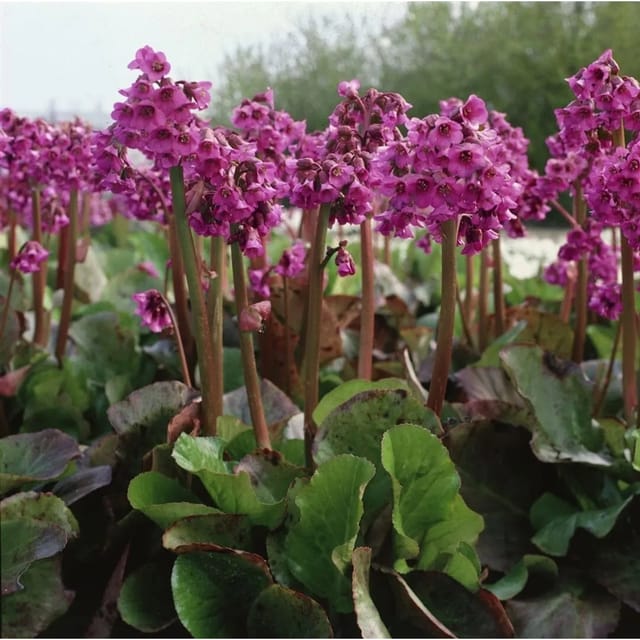 Bergenia Cordifolia Morgenröte Riesensteinbrech Ca. 11x11 cm Topf