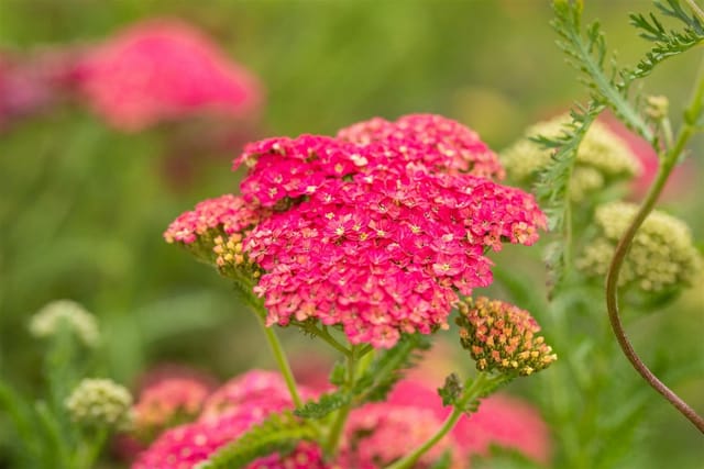 Achillea Millefolium Sammetriese Schafgarbe Ca. 9x9 cm Topf