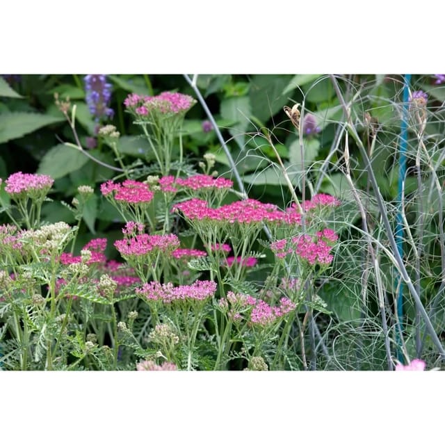Achillea Millefolium Cassis Schafgarbe Ca. 9x9 cm Topf