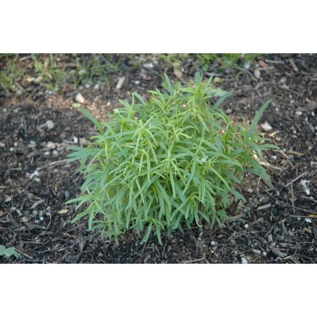 Artemisia Dracunculus Estragon Ca. 9x9 cm Topf