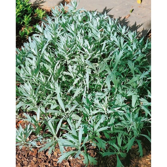 Artemisia Ludoviciana Valerie Finnis Prärie Beifuß Ca. 9x9 cm Topf