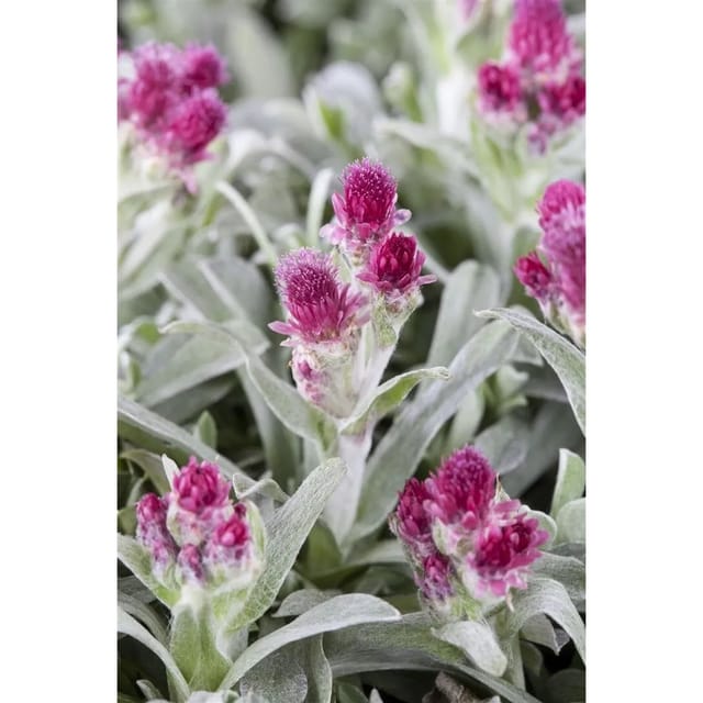 Antennaria Dioica Rubra Katzenpfötchen Ca. 9x9 cm Topf
