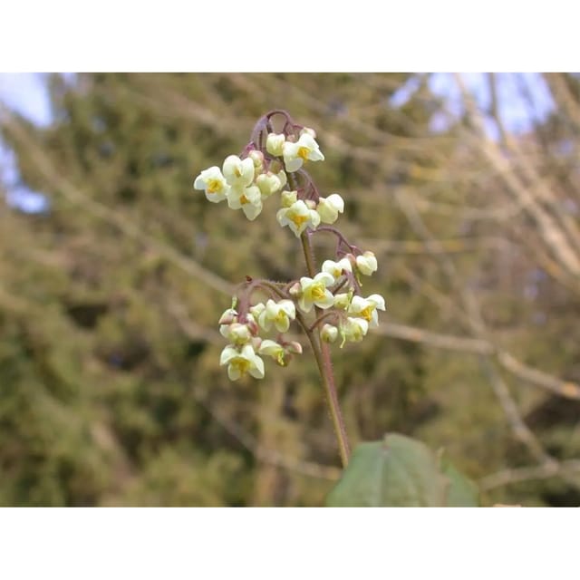 Epimedium Pubigerum Behaartes Elfenblume Ca. 9x9 cm Topf