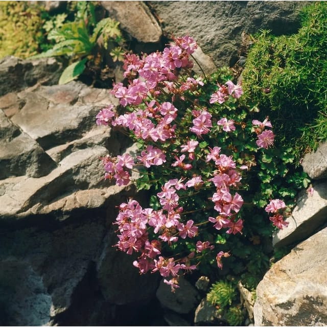 Geranium Dalmaticum Dalmatiner Storchschnabel Ca. 9x9 cm Topf