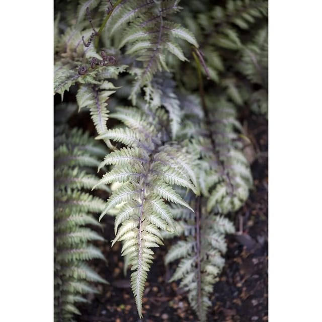 Athyrium Niponicum Metallicum Japanischer Regenbogenfarn Ca. 14x14 cm Topf