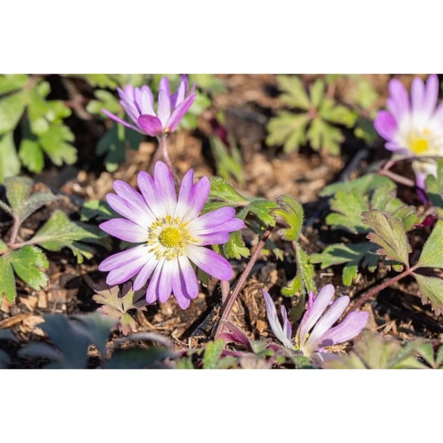 Anemone Blanda Charmer Balkan Windröschen Ca. 9x9 cm Topf