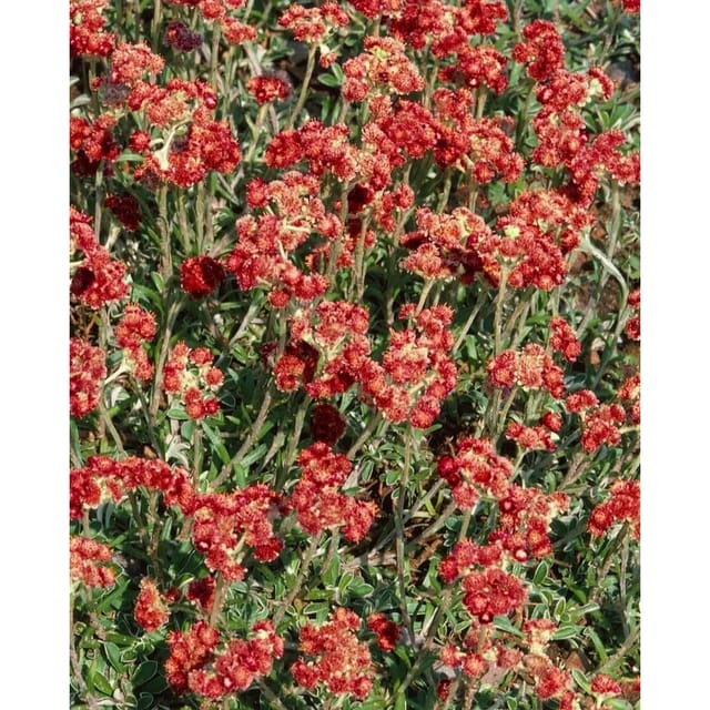 Antennaria Dioica Rotes Wunder Katzenpfötchen Ca. 9x9 cm Topf