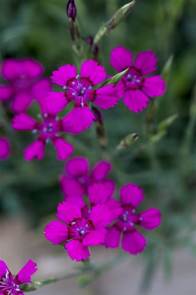 Dianthus Deltoides Brillant Heide Nelke Ca. 9x9 cm Topf
