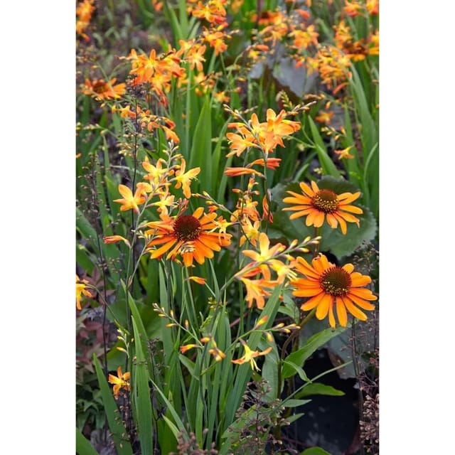 Echinacea Purpurea Tiki Torch R Roter Sonnenhut Ca. 11x11 cm Topf