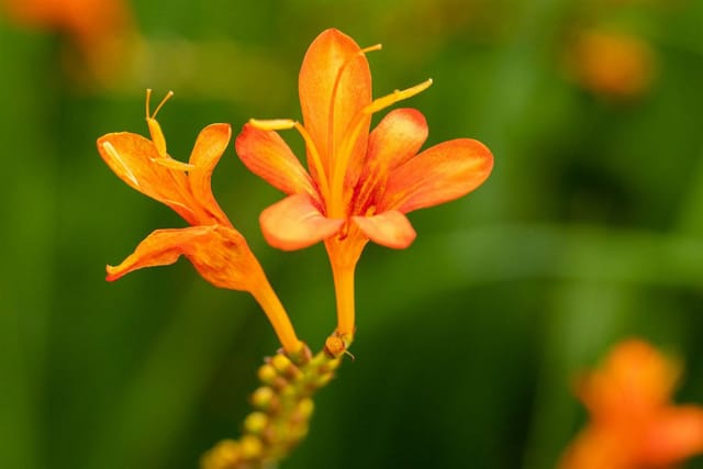 Crocosmia Masoniorum Montbretie Ca. 11x11 cm Topf