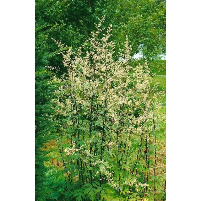 Artemisia Lactiflora Elfenbein Elfenraute Ca. 11x11 cm Topf