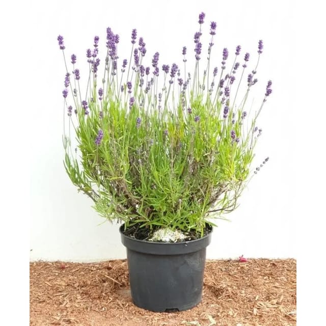 Lavandula Angustifolia Echter Lavendel 2 Liter Container