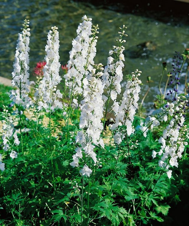 Delphinium Pacific Galahad Rittersporn Ca. 11x11 cm Topf