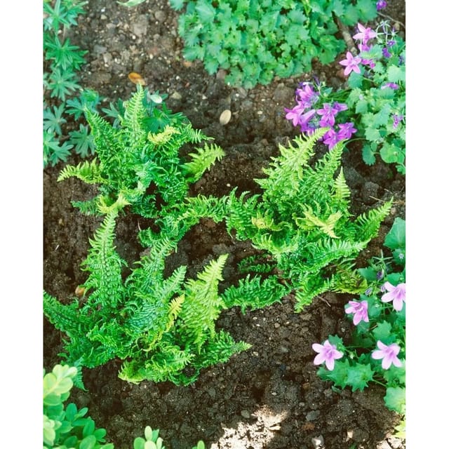 Dryopteris Affinis Crispa Congesta Schuppenwurmfarn Ca. 9x9 cm Topf