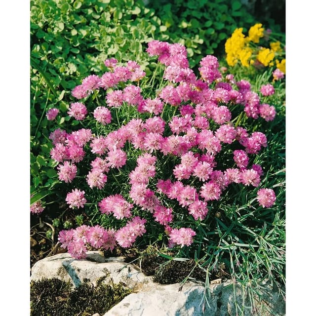 Armeria Juniperifolia Röschen Grasnelke Ca. 9x9 cm Topf