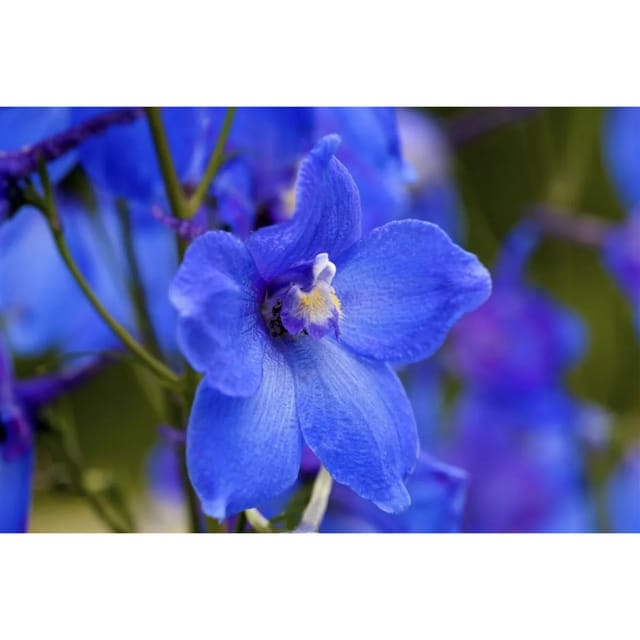 Delphinium X Belladonna Piccolo Ca. 11x11 cm Topf