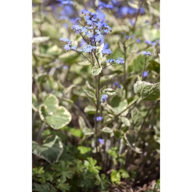 Brunnera Macrophylla Hadspen Cream Kaukasusvergissmeinnicht Ca. 11x11 cm Topf