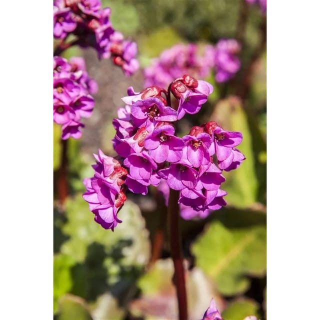Bergenia Cordifolia Winterglut Herzblatt Bergenie Ca. 11x11 cm Topf