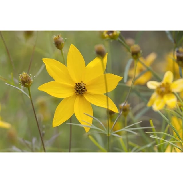 Coreopsis Verticillata Grandiflora Mädchenauge Ca. 9x9 cm Topf
