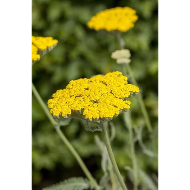 Achillea Filipendulina Schafgarbe Coronation Gold Ca. 9x9 cm Topf