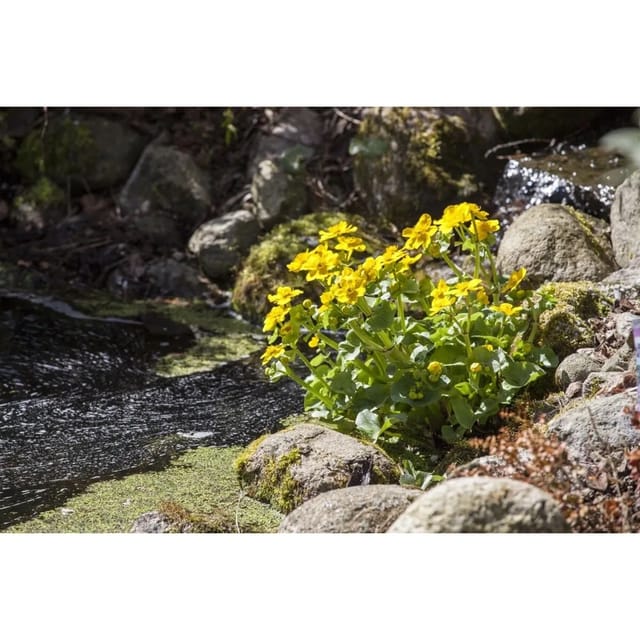 Caltha Palustris Sumpfdotterblume Ca. 9x9 cm Topf