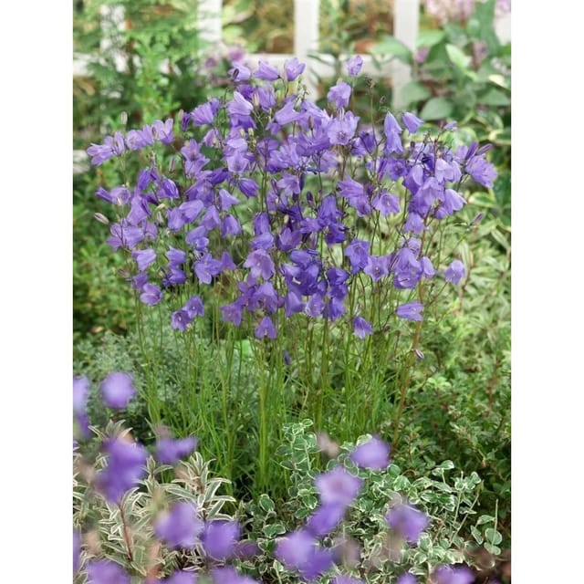 Campanula Rotundifolia Rundblättrige Glockenblume Ca. 9x9 cm Topf