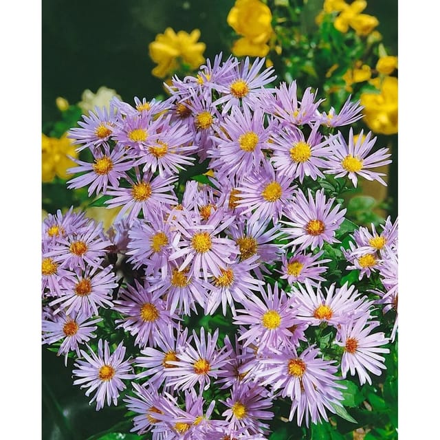 Aster Dumosus Silberteppich Kissenaster Ca. 9x9 cm Topf
