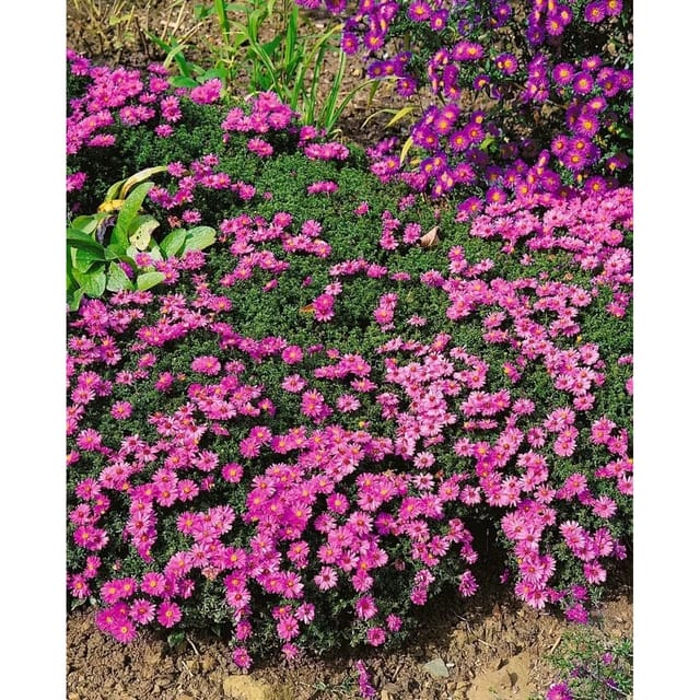 Aster Dumosus Rosenwichtel Kissenaster Ca. 9x9 cm Topf