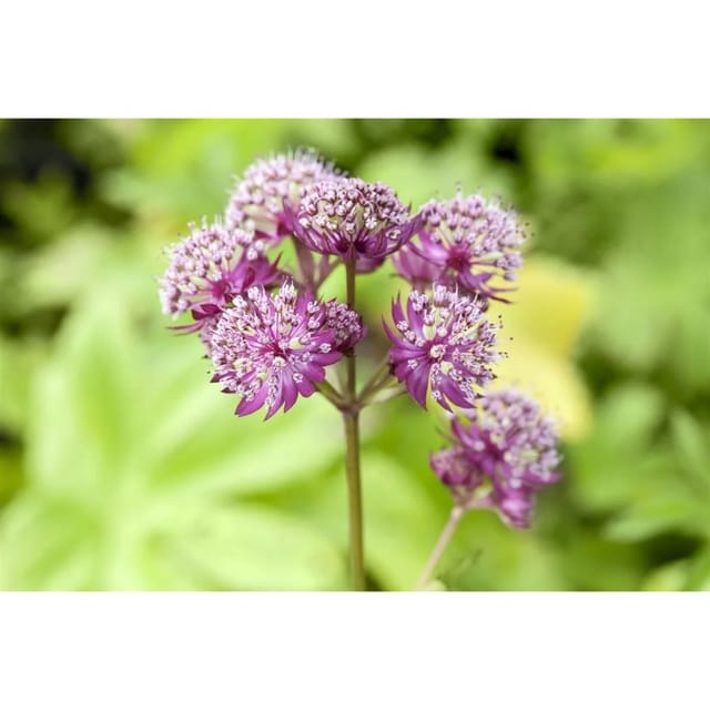 Astrantia Major Primadonna Große Sterndolde Ca. 11x11 cm Topf