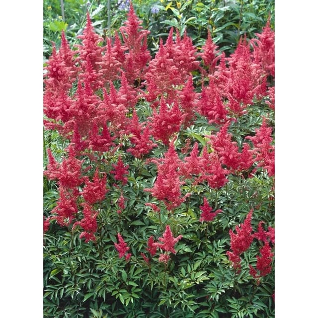 Astilbe X Arendsii Augustleuchten Prachtspiere Ca. 9x9 cm Topf