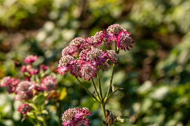 Astrantia Major Rosensinfonie Sterndolde Ca. 9x9 cm Topf