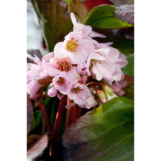 Bergenia Cordifolia Biedermeier Herzblatt Bergenie Ca. 11x11 cm Topf