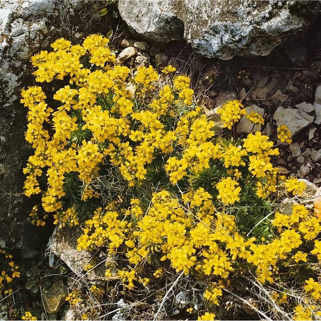 Draba Aizoides Immergrünes Felsenblümchen Ca. 9x9 cm Topf